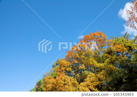 Forest stained with autumn leaves 105343903