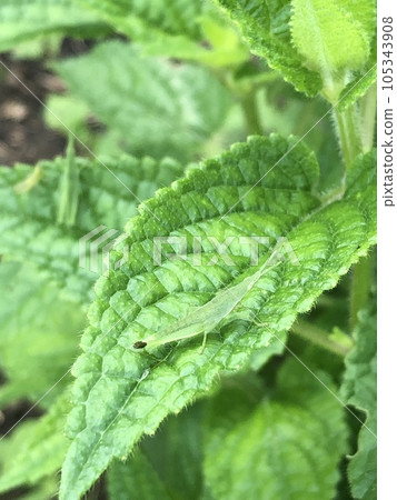 蚱蜢擬態 蚱蜢擬態 105343908