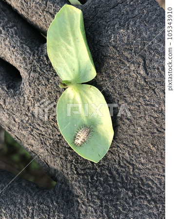 ladybug larvae 105343910