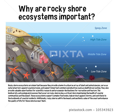 Rocky shore zonation education diagram Rocky shore zonation education diagram 105343923