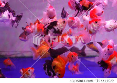 Many goldfish swimming in fish tank together 105344022