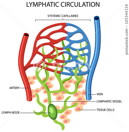 Lymphatic Circulation System Diagram 105344159