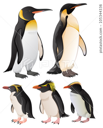 Set of penguins in different species 105344336