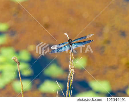 A butterfly dragonfly perched on the grass near the water's edge 105344491