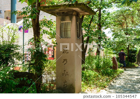 Flower Michi 105344547