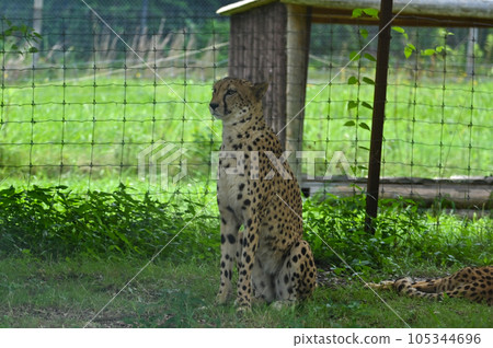 Cheetahs resting in the shade Cheetahs resting in the shade 105344696
