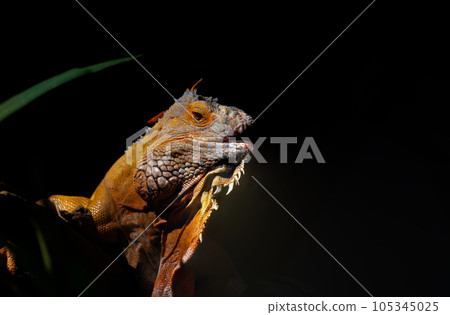 Close-up of common green iguana on a black background. Close-up of common green iguana on a black background. 105345025