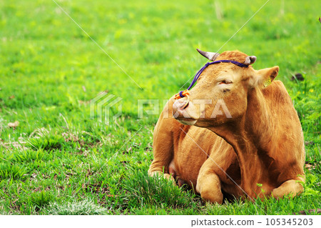 Jersey cattle 105345203