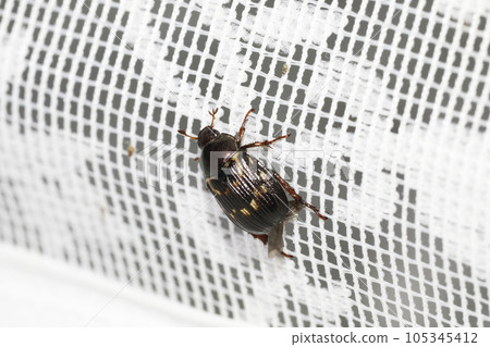 Semarathogene Semarathogene 105345412