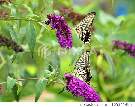 醉魚草和鳳蝶瑪卡翁的雄性和雌性 105345496