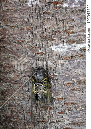 仲夏七月，蟬棲息在櫻花樹上 105345723