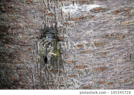 仲夏七月，蟬棲息在櫻花樹上 105345728