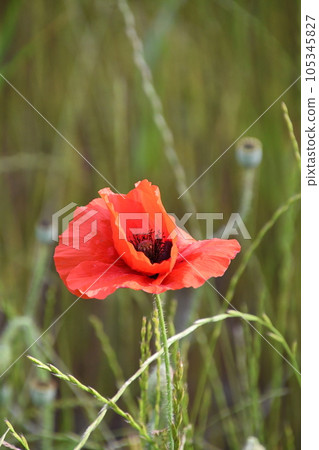 Red sweet pea Red sweet pea 105345827