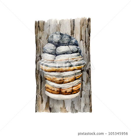Agarikon mushroom growing on a tree trunk. Natural image. Watercolor illustration. Hand painted Fomitopsis officinalis fungus. Eburiko or quinine conk grow on a tree. White background Agarikon mushroom growing on a tree trunk. Natural image. Watercolor illustration. Hand painted Fomitopsis officinalis fungus. Eburiko or quinine conk grow on a tree. White background 105345956