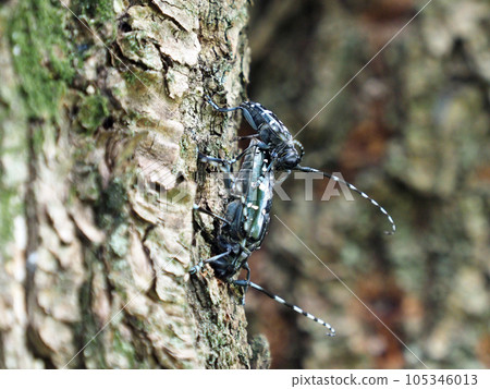 Anoplophora glabripennis copulation added to the Specified Alien Species 105346013