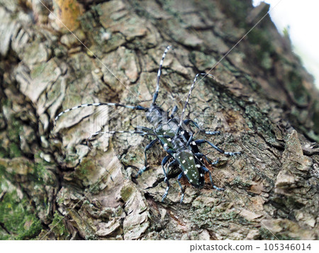 光肩星天牛交配加入指定外來物種 105346014