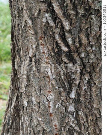 Egg-laying traces of the long-horned beetle, which has been added to the Specified Alien Species 105346015