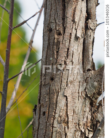 A damaged tree that has been eaten by the Asian longhorn beetle, which is added to the Specified Alien Species. The round holes are traces of emergence of adults. 105346016