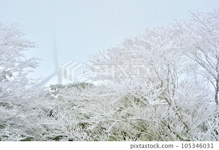 Superb view in the middle of winter Cedar covered with snow 105346031