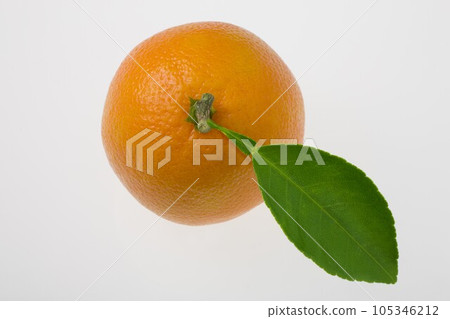 橙 橙 105346212
