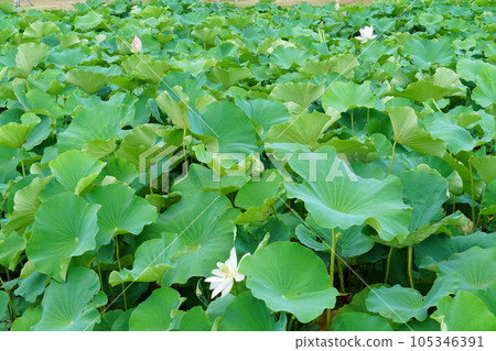 蓮花 蓮花 105346391