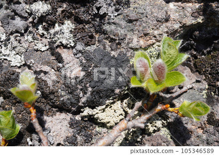 蝦夷野高柳尾花 蝦夷野高柳尾花 105346589