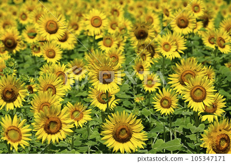 太陽花田 105347171