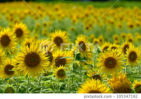 太陽花田 105347192