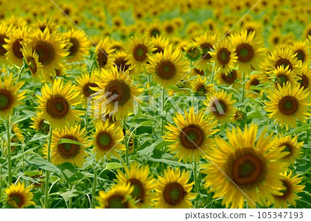 太陽花田 太陽花田 105347193