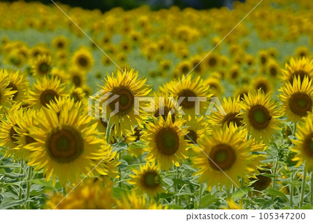 太陽花田 105347200