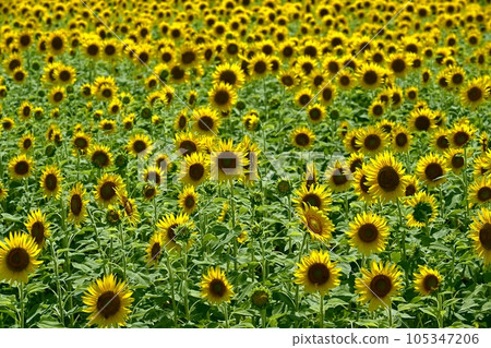 太陽花田 太陽花田 105347206