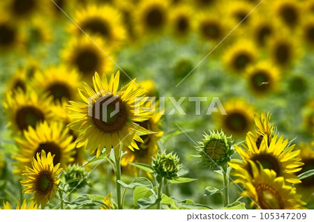 太陽花田 105347209