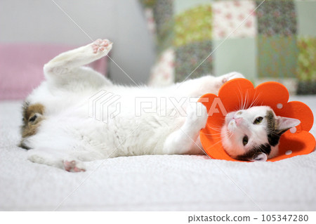 Japanese bobtail little cat with Elizabethan collar after spay surgery 105347280