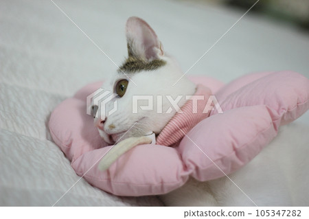 Japanese bobtail little cat with Elizabethan collar after spay surgery 105347282