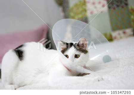 Japanese bobtail little cat with Elizabethan collar after spay surgery Japanese bobtail little cat with Elizabethan collar after spay surgery 105347293