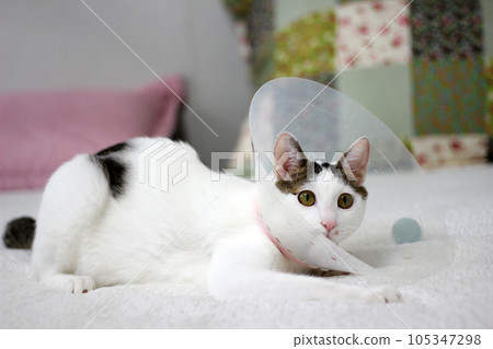 Japanese bobtail little cat with Elizabethan collar after spay surgery 105347298