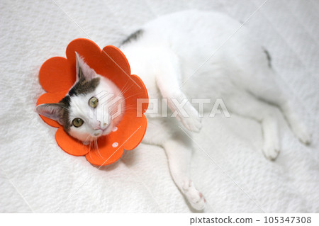 Japanese bobtail little cat with Elizabethan collar after spay surgery Japanese bobtail little cat with Elizabethan collar after spay surgery 105347308