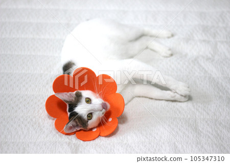 Japanese bobtail little cat with Elizabethan collar after spay surgery 105347310