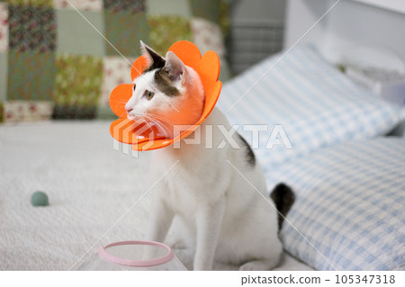 Japanese bobtail little cat with Elizabethan collar after spay surgery 105347318