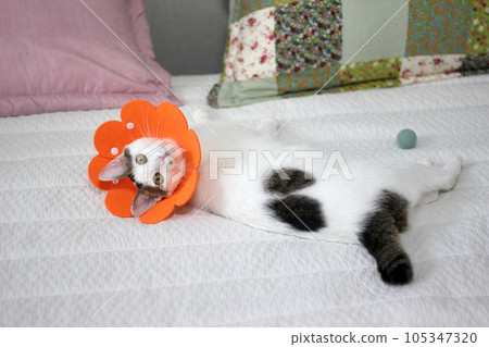 Japanese bobtail little cat with Elizabethan collar after spay surgery Japanese bobtail little cat with Elizabethan collar after spay surgery 105347320