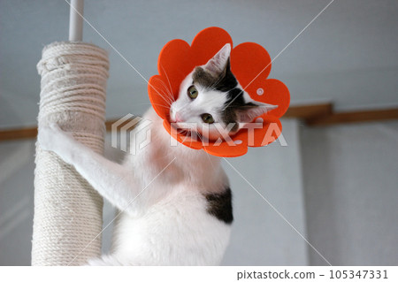 Japanese bobtail little cat with Elizabethan collar after spay surgery 105347331