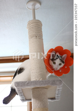 Japanese bobtail little cat with Elizabethan collar after spay surgery 105347337