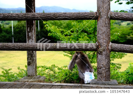 Japanese macaque sitting on the bridge railing 105347643