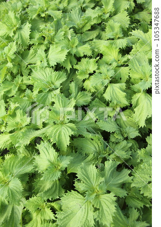 Perilla green perilla cultivation 105347688
