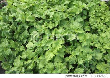 Perilla green perilla cultivation 105347689