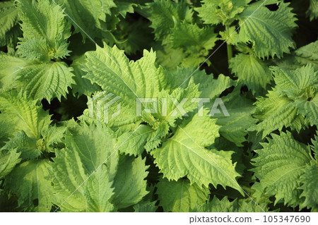 紫蘇 綠紫蘇栽培 105347690