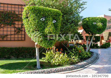 Human face pattern on tree head trunk with green background in Egypt Human face pattern on tree head trunk with green background in Egypt 105347700