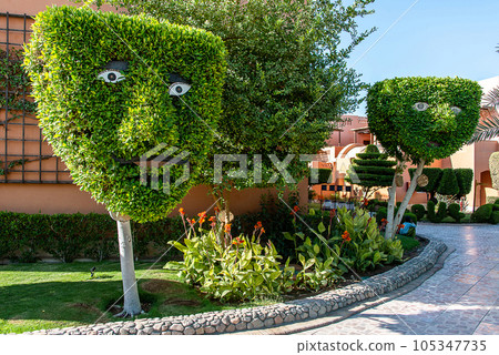Human face pattern on tree head trunk with green background in Egypt Human face pattern on tree head trunk with green background in Egypt 105347735