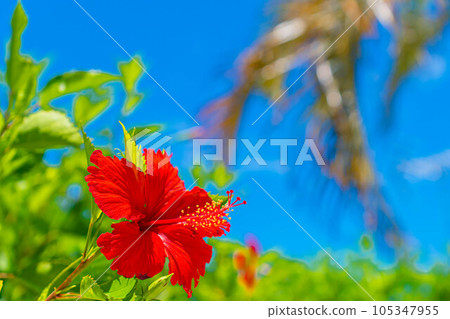 芙蓉棕櫚樹海翠綠藍天南國沖繩旅行熱帶 芙蓉棕櫚樹海翠綠藍天南國沖繩旅行熱帶 105347955