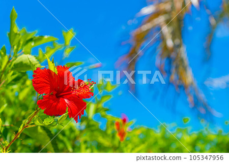 芙蓉棕櫚樹海翠綠藍天南國沖繩旅行熱帶 芙蓉棕櫚樹海翠綠藍天南國沖繩旅行熱帶 105347956